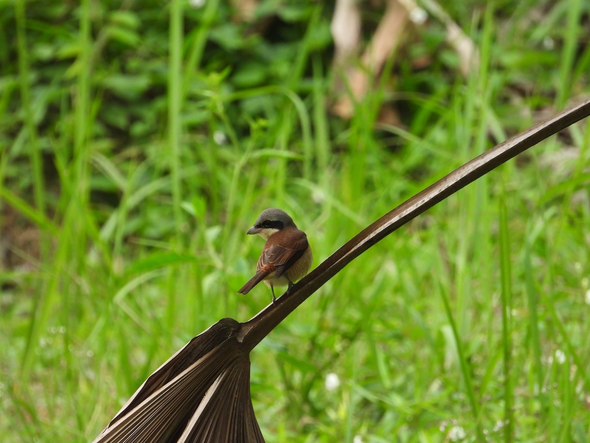 Tiger Shrike - ML642970915