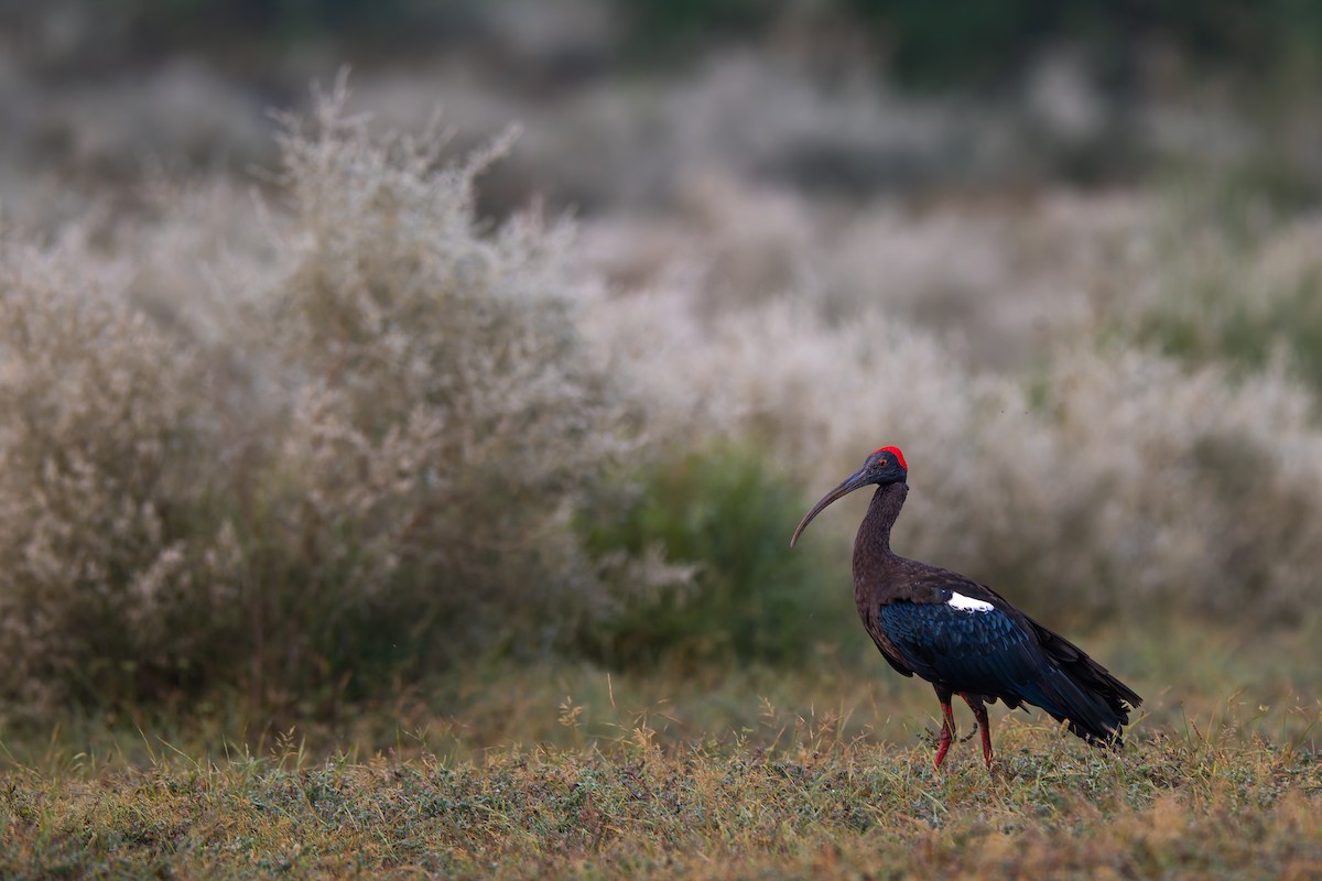 Red-naped Ibis - ML642970916
