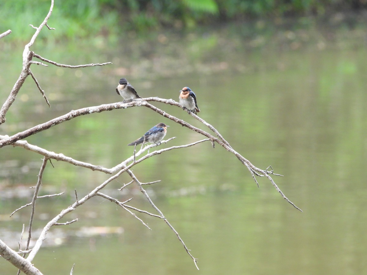 Pacific Swallow - ML642970939