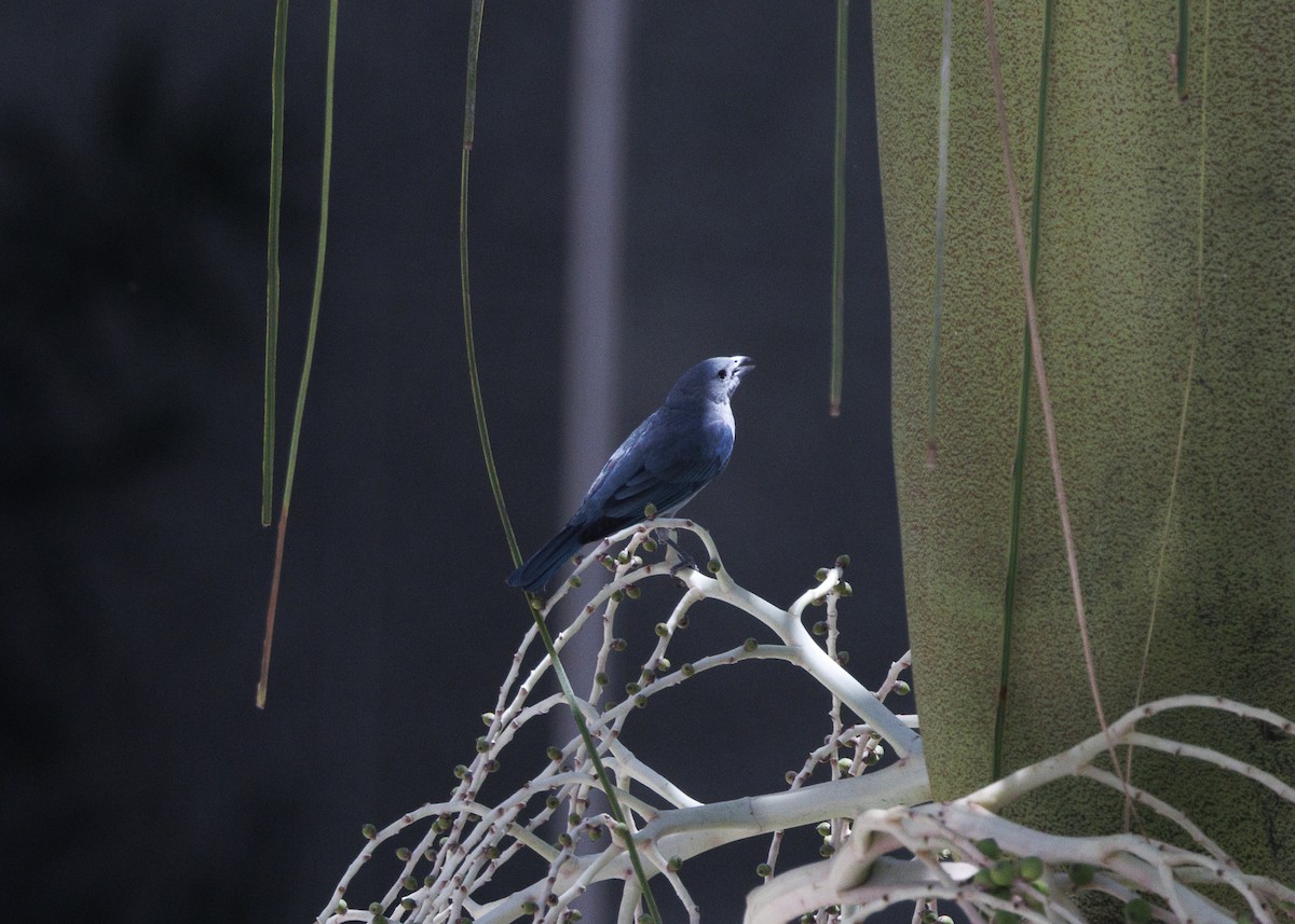 Sayaca Tanager - ML642970940