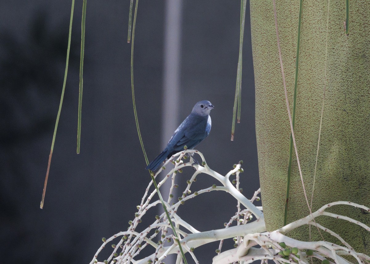 Sayaca Tanager - ML642970941