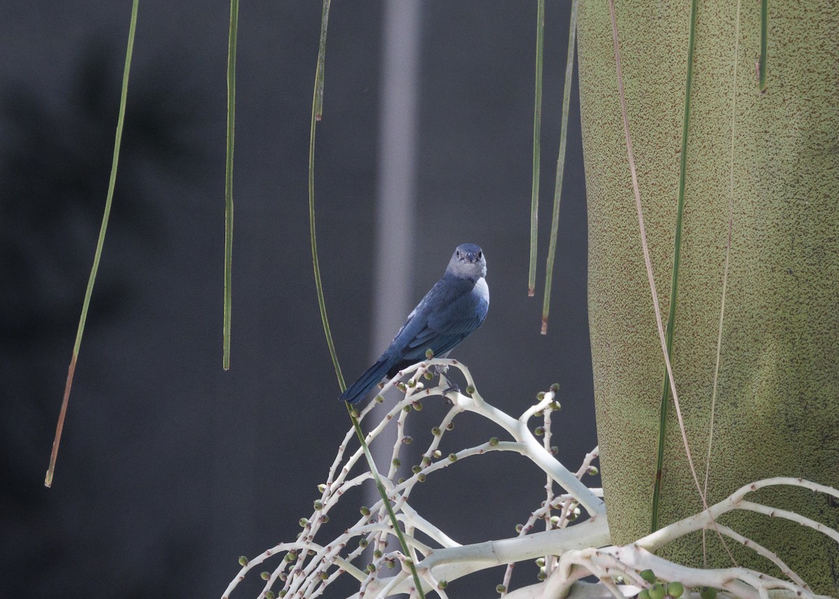 Sayaca Tanager - ML642970942