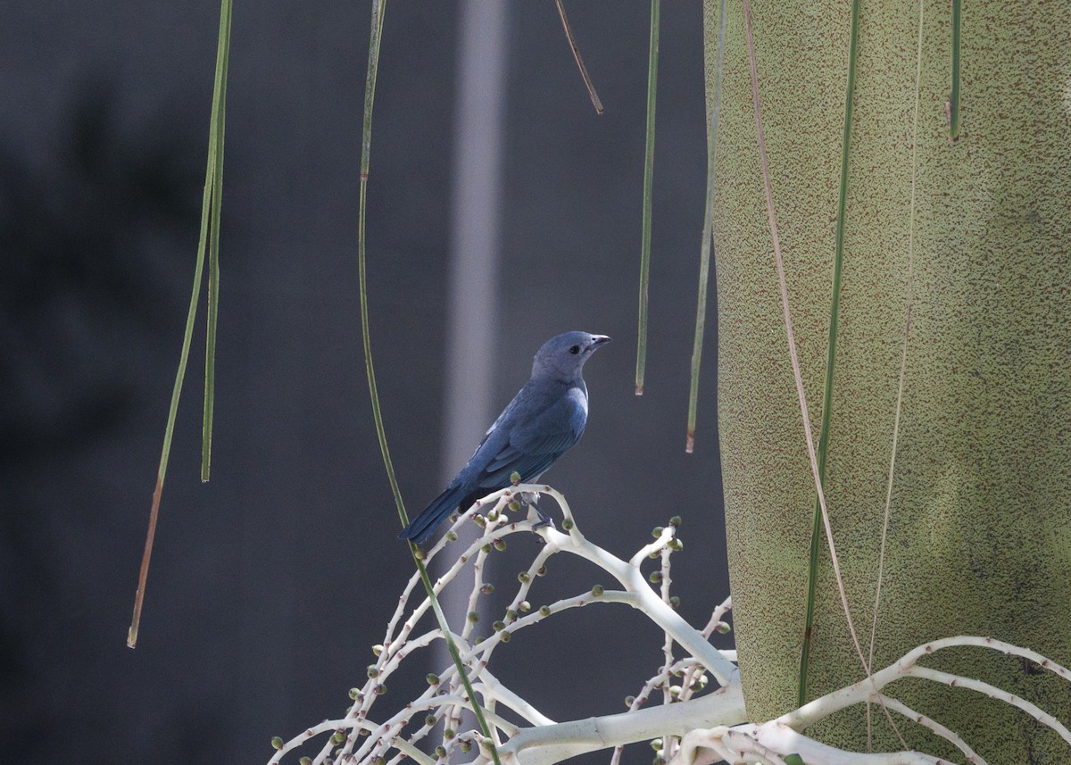 Sayaca Tanager - ML642970943
