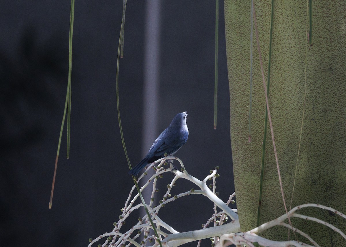 Sayaca Tanager - ML642970944