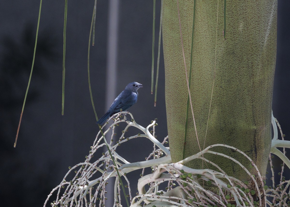 Sayaca Tanager - ML642970945