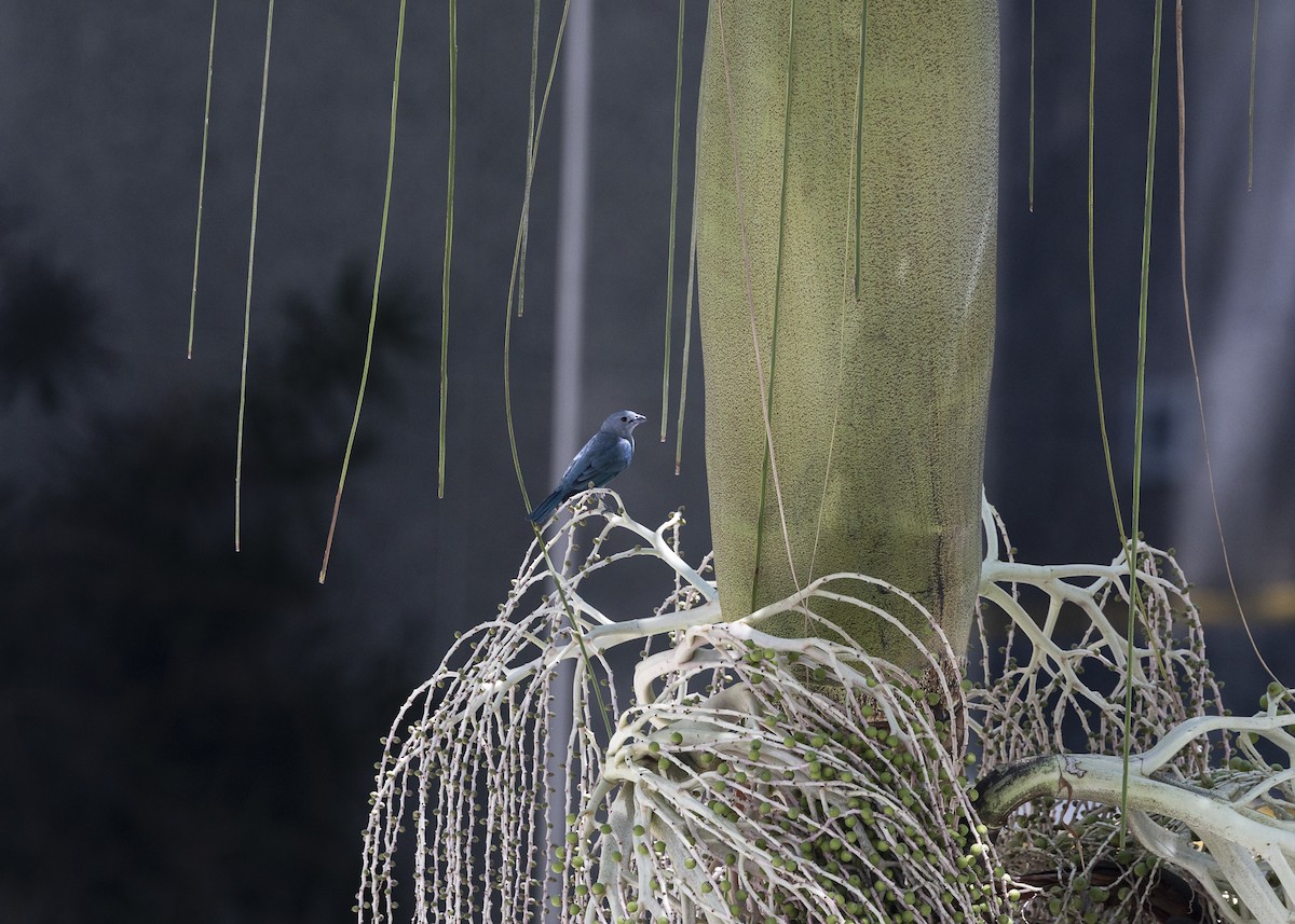 Sayaca Tanager - ML642970946