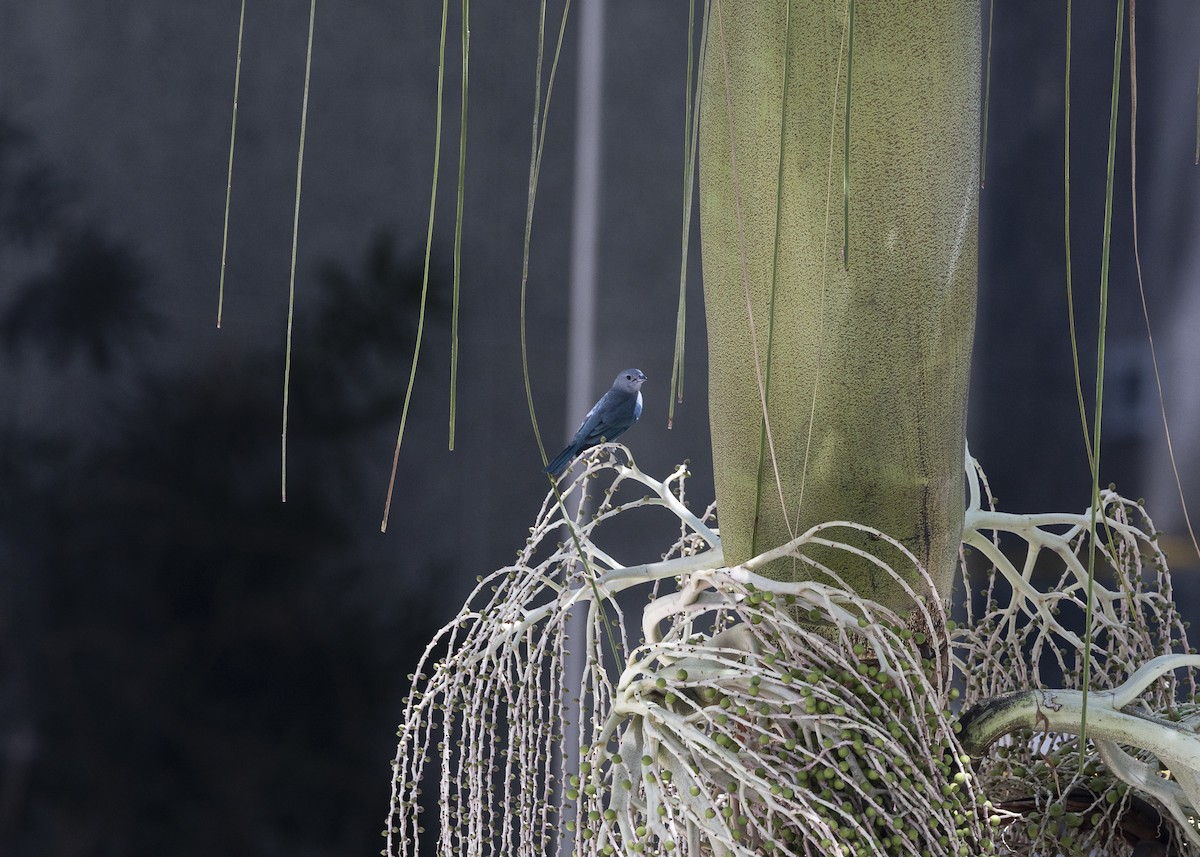 Sayaca Tanager - ML642970947