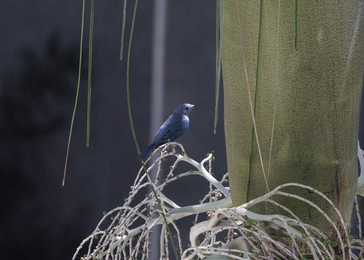 Sayaca Tanager - ML642970948