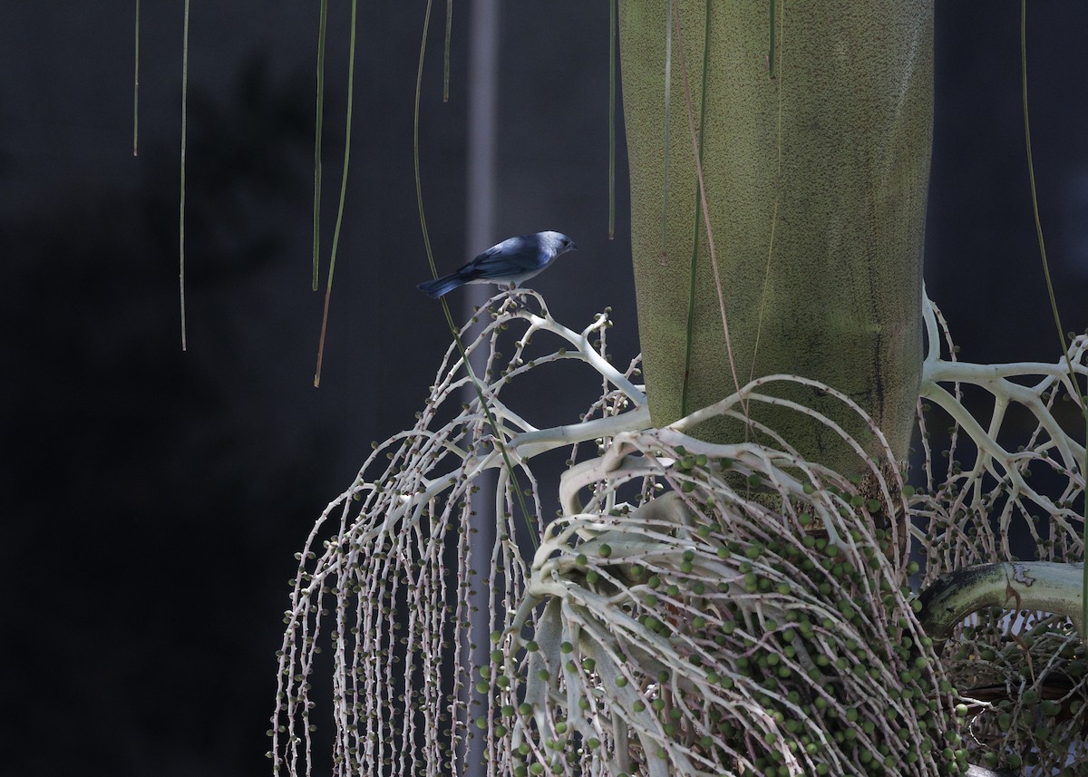Sayaca Tanager - ML642970949
