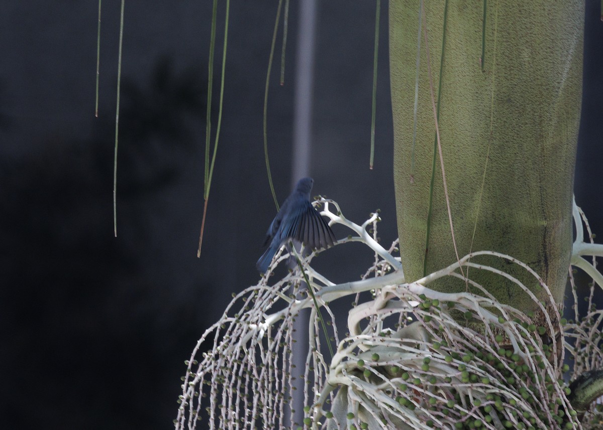 Sayaca Tanager - ML642970950
