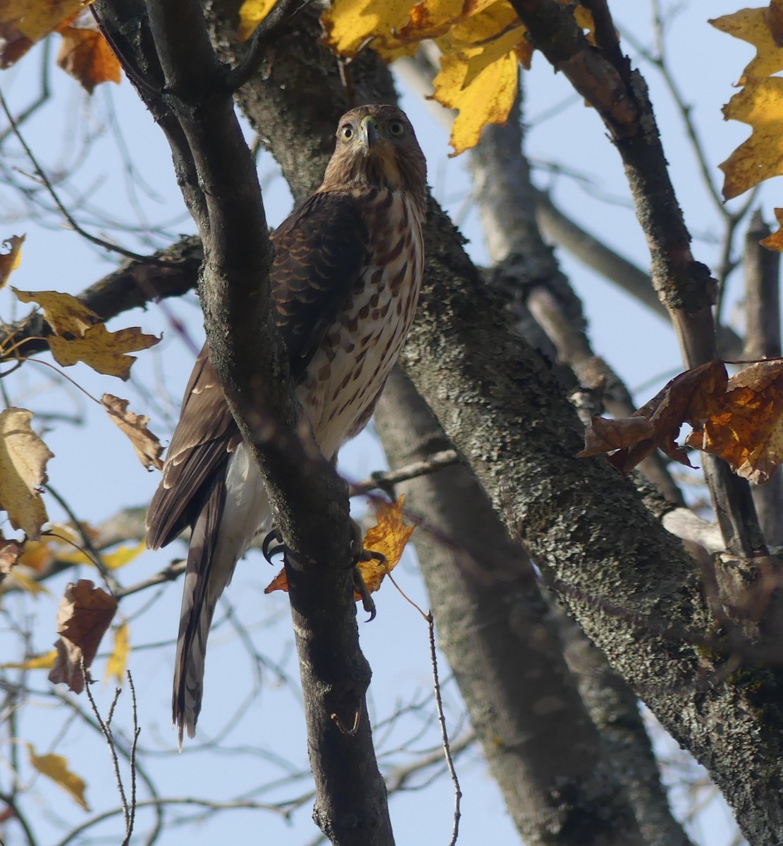 Cooper's Hawk - ML642970958
