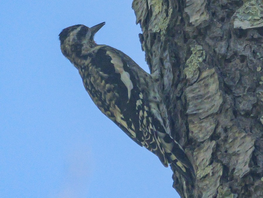 Yellow-bellied Sapsucker - Roger Horn