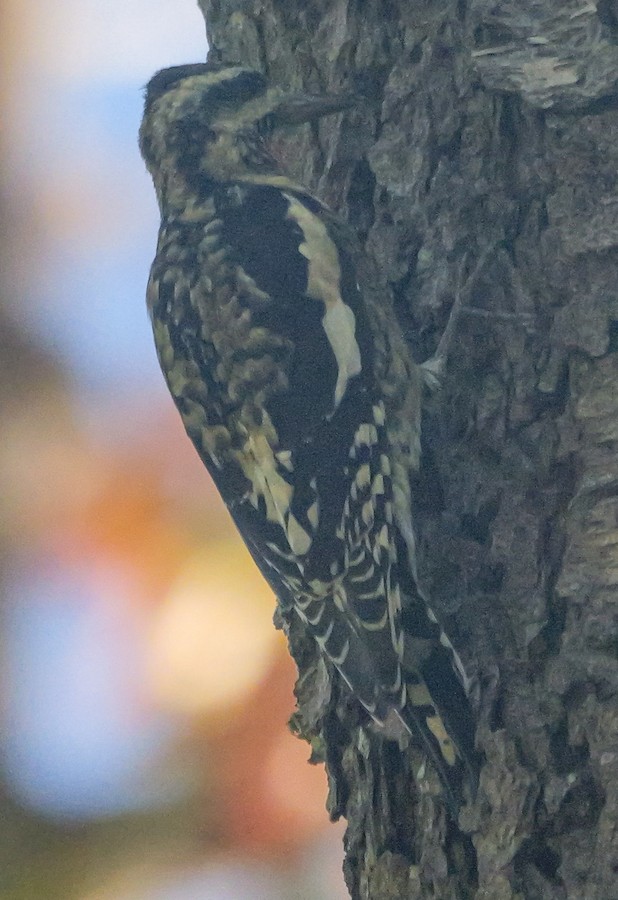 Yellow-bellied Sapsucker - Roger Horn