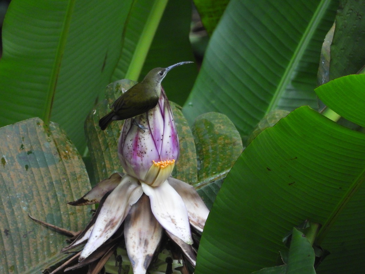 Little Spiderhunter - ML642970967