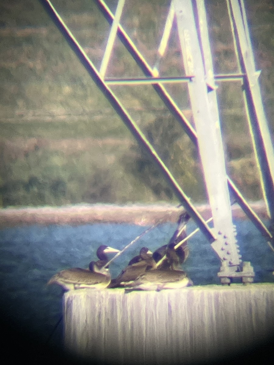 白腹鰹鳥 - ML642970993