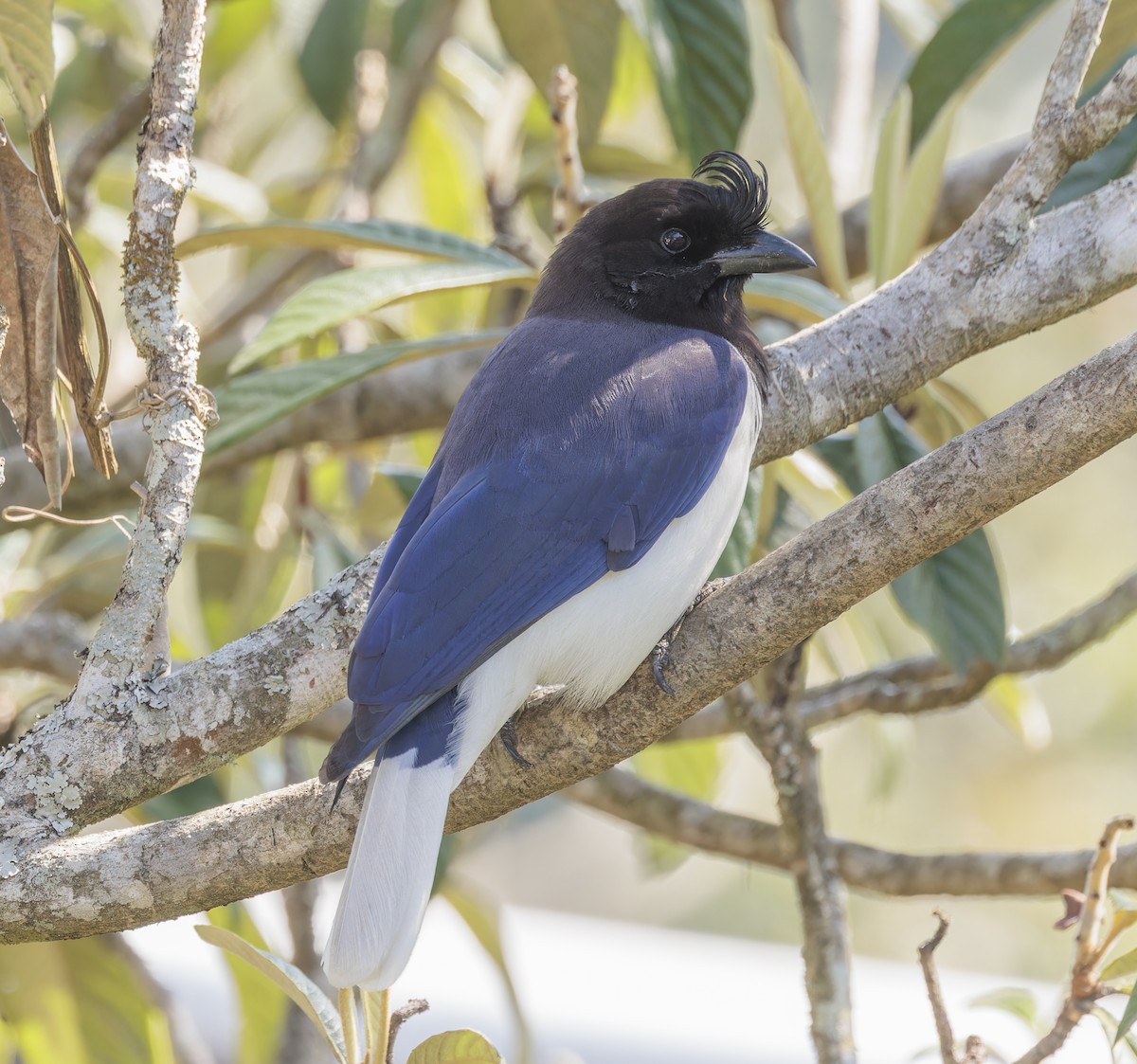 Curl-crested Jay - ML642971001