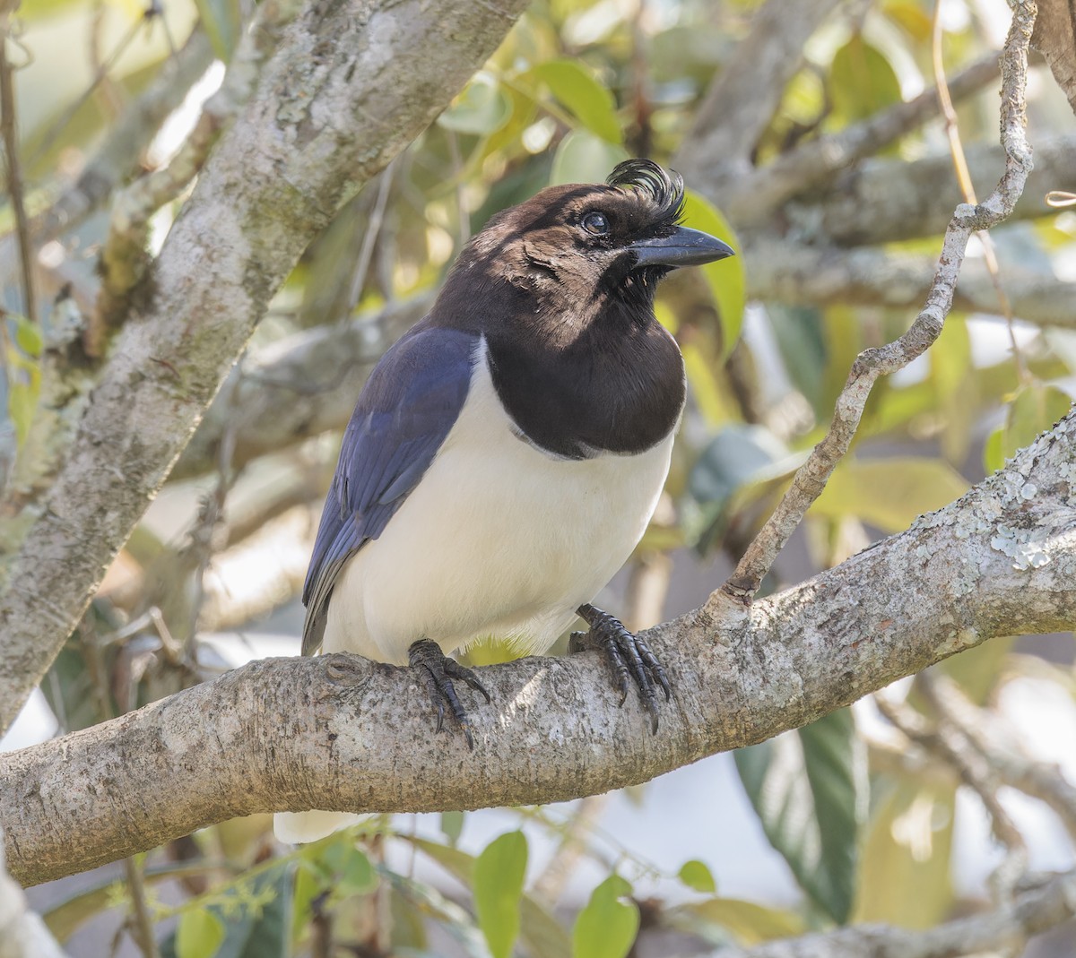 Curl-crested Jay - ML642971002