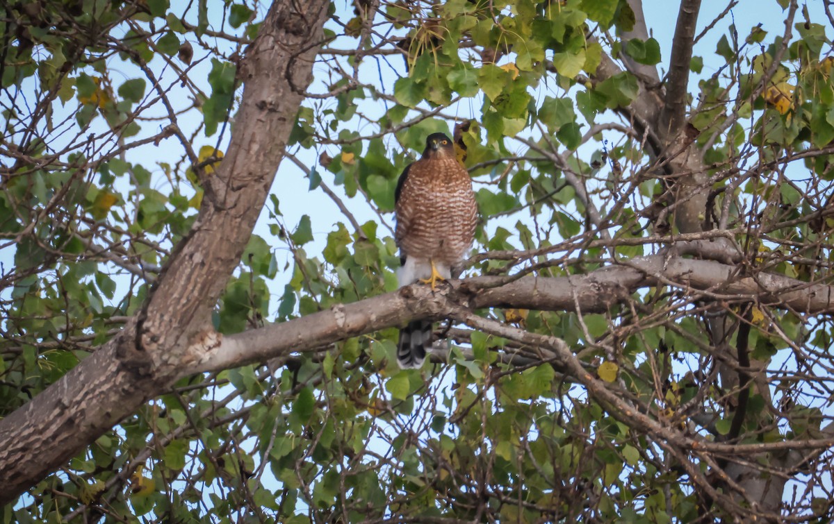 Cooper's Hawk - ML642971021