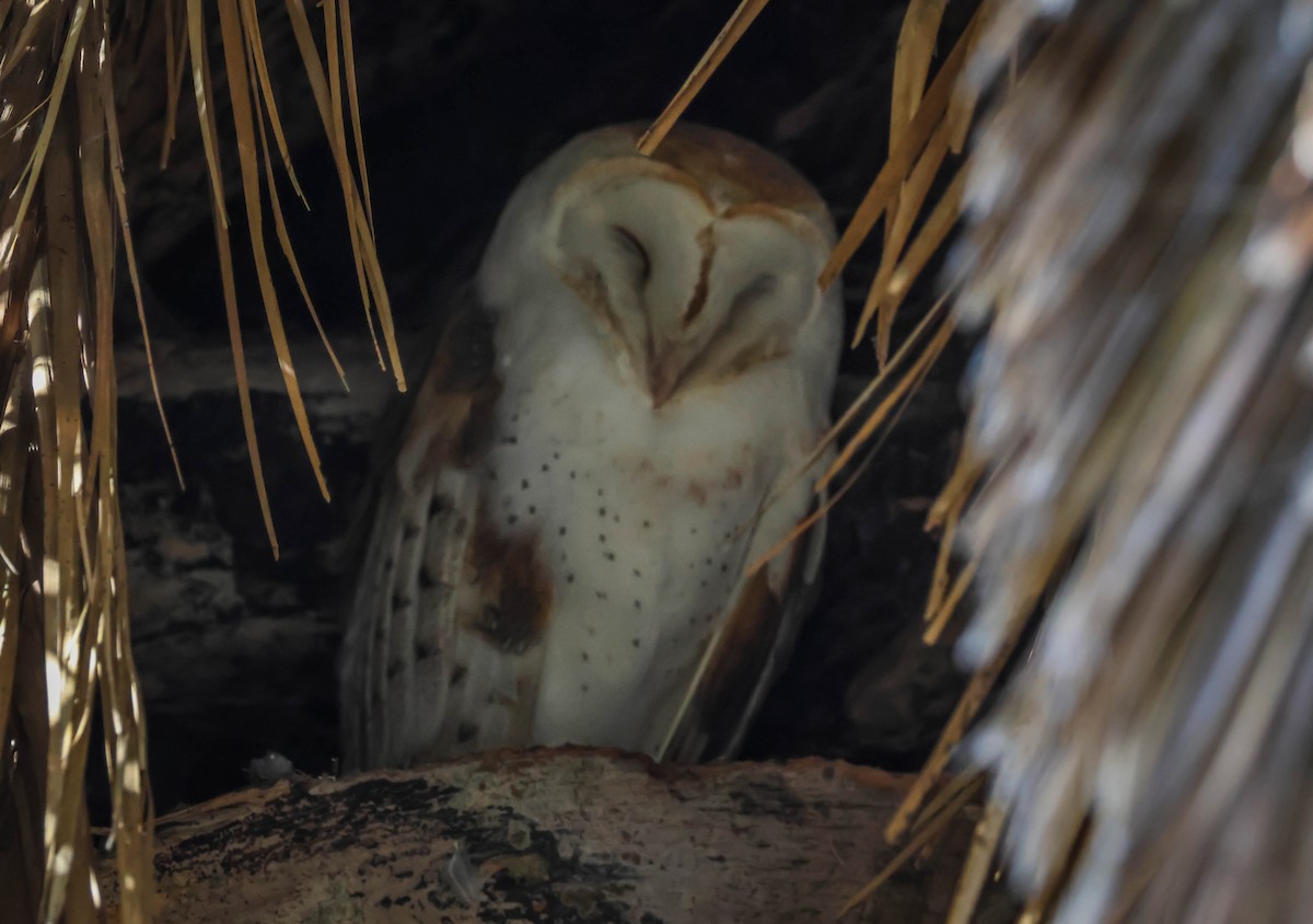 American Barn Owl - ML642971023