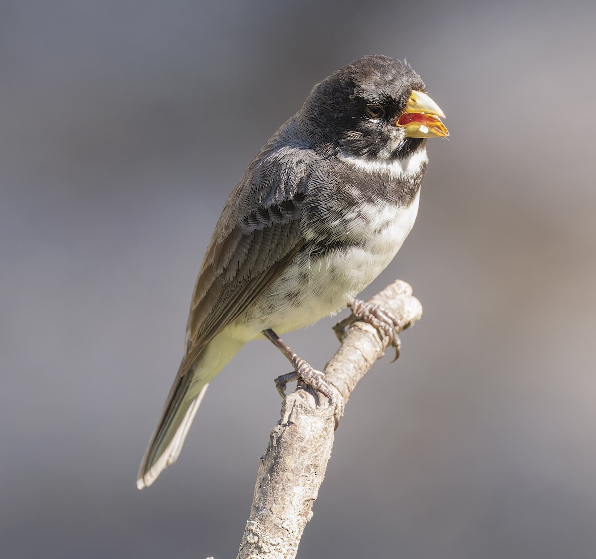 Double-collared Seedeater - ML642971029