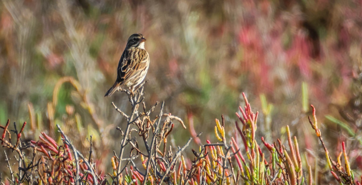 Savannah Sparrow - ML642971036