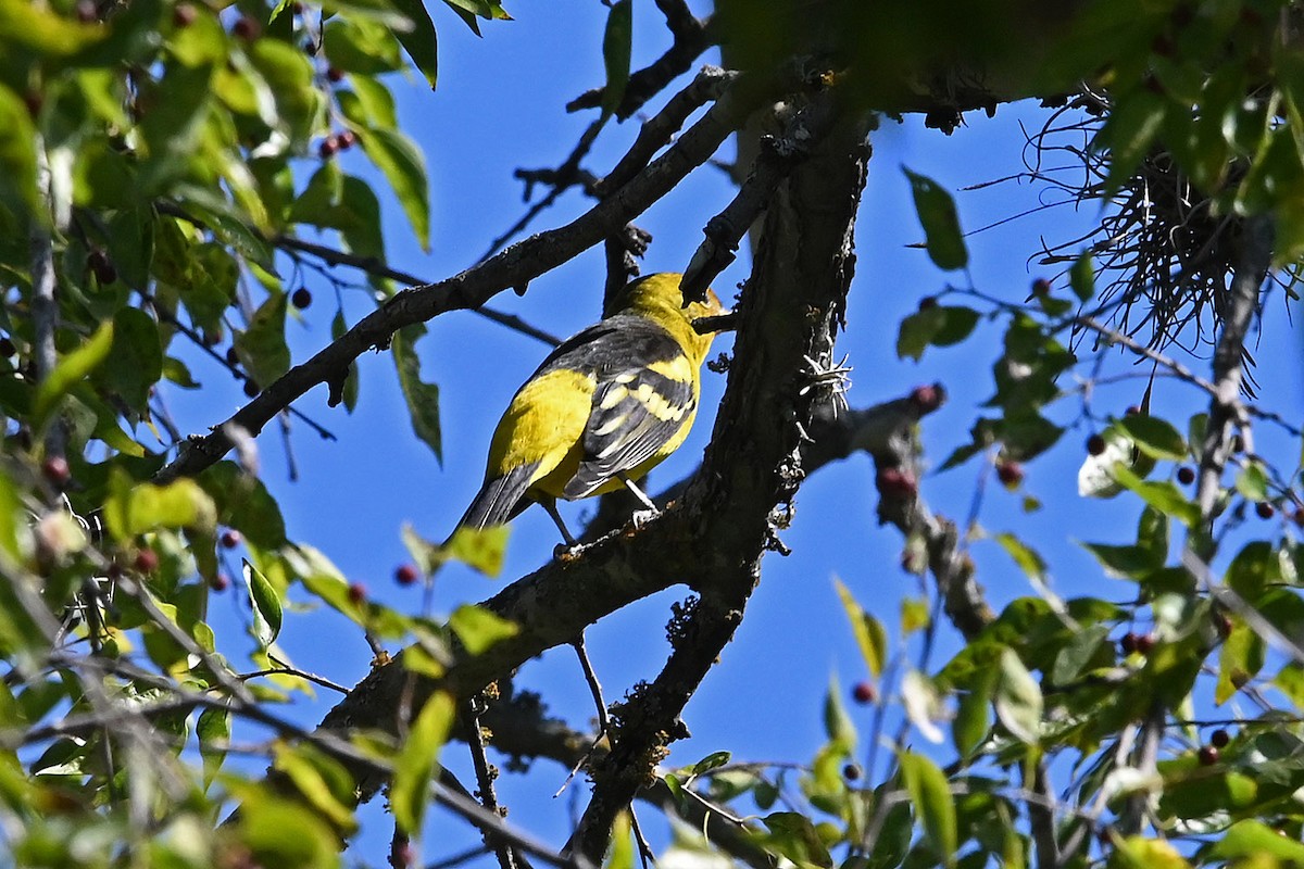 Western Tanager - ML642971046