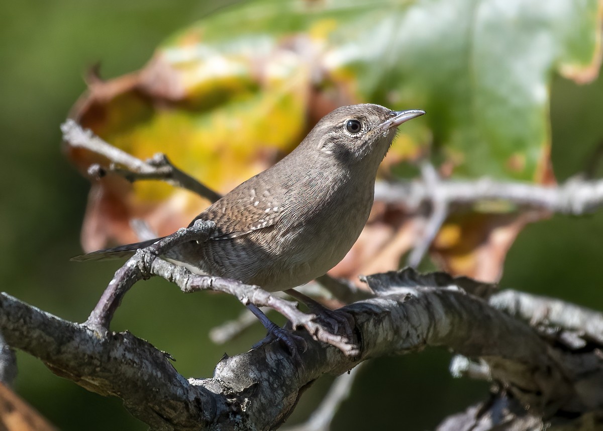 Northern House Wren - ML642971054