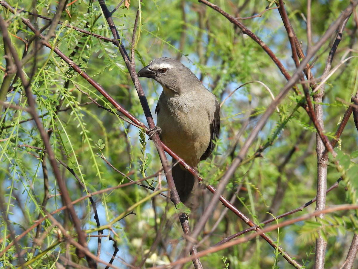 Bluish-gray Saltator - ML642971056