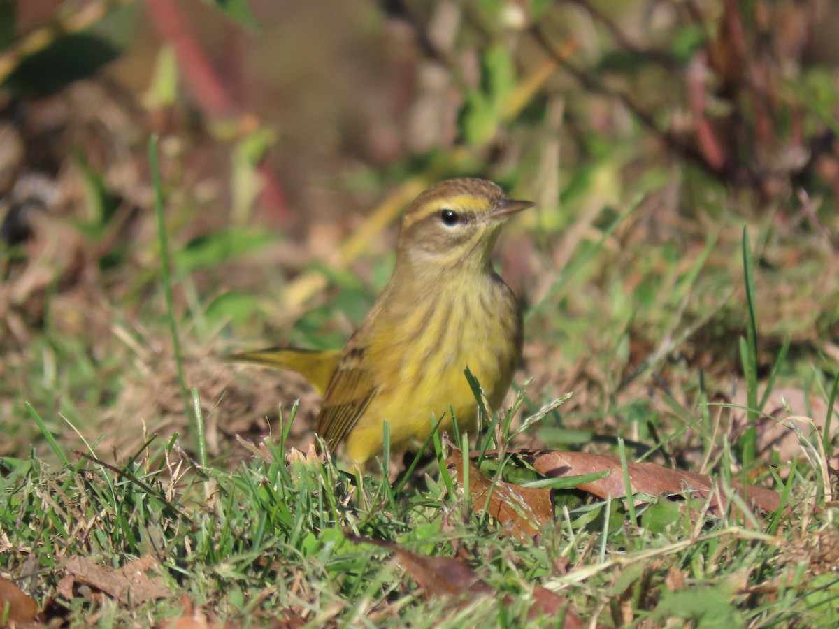 lesňáček bažinný - ML642971057