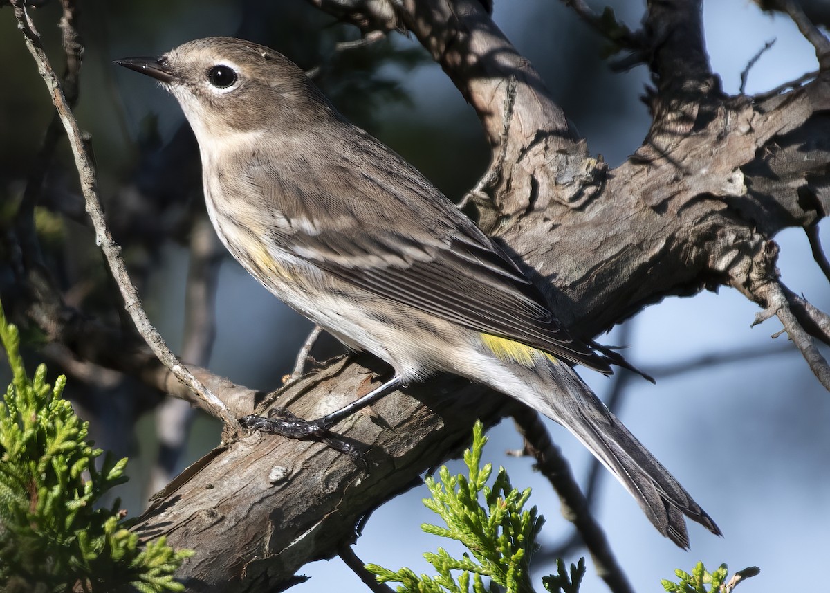 Yellow-rumped Warbler - ML642971059
