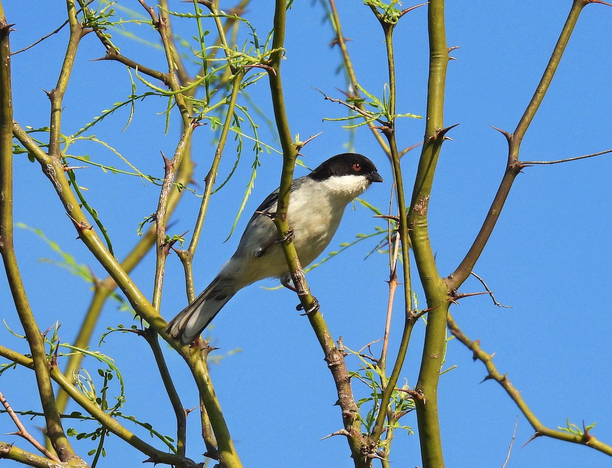 Black-capped Warbling Finch - ML642971062