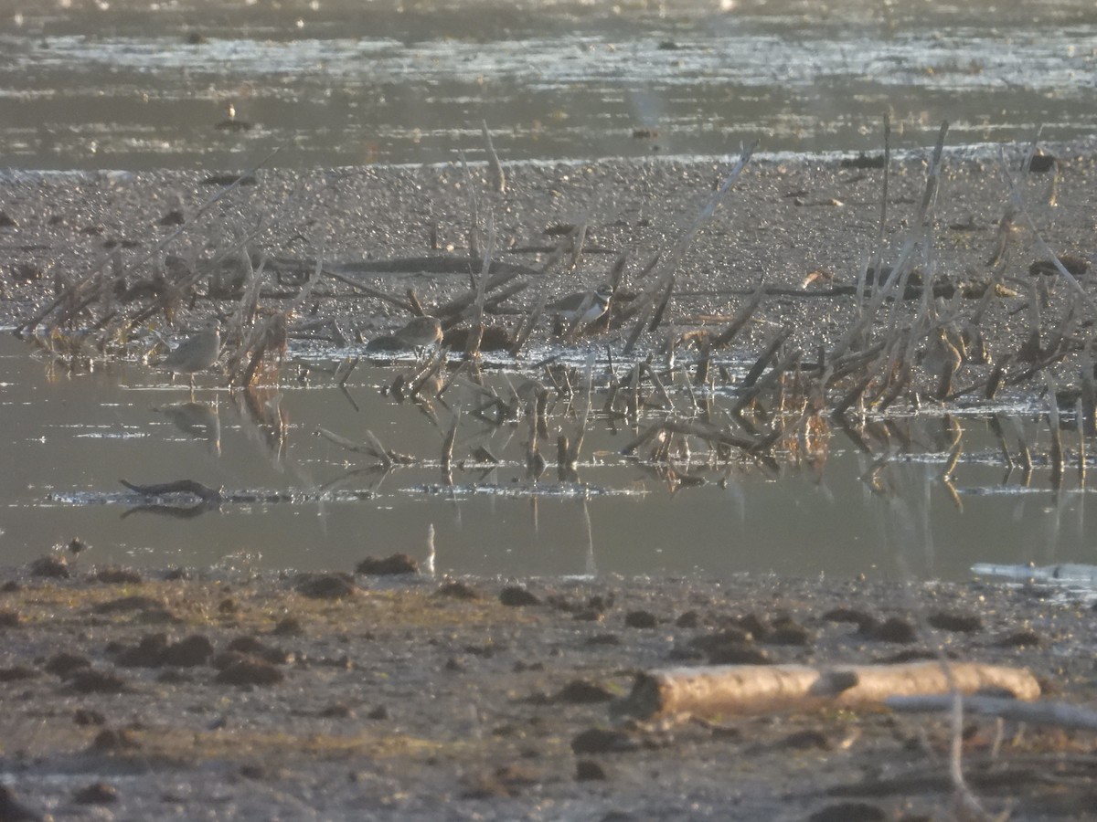American Golden-Plover - ML642971077