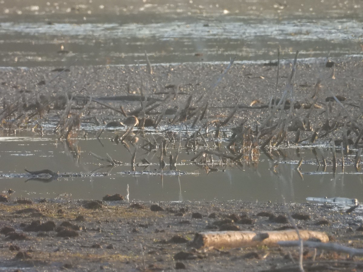 American Golden-Plover - ML642971078