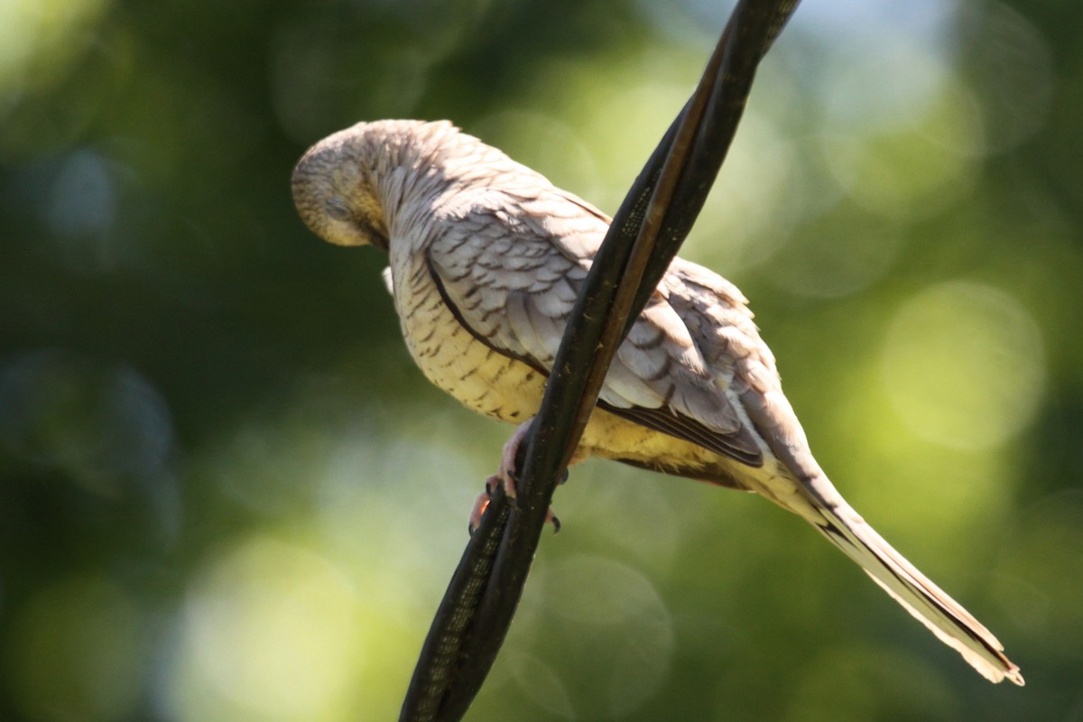 Inca Dove - ML642971080