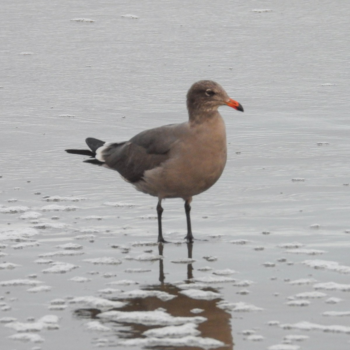 Heermann's Gull - ML642971096