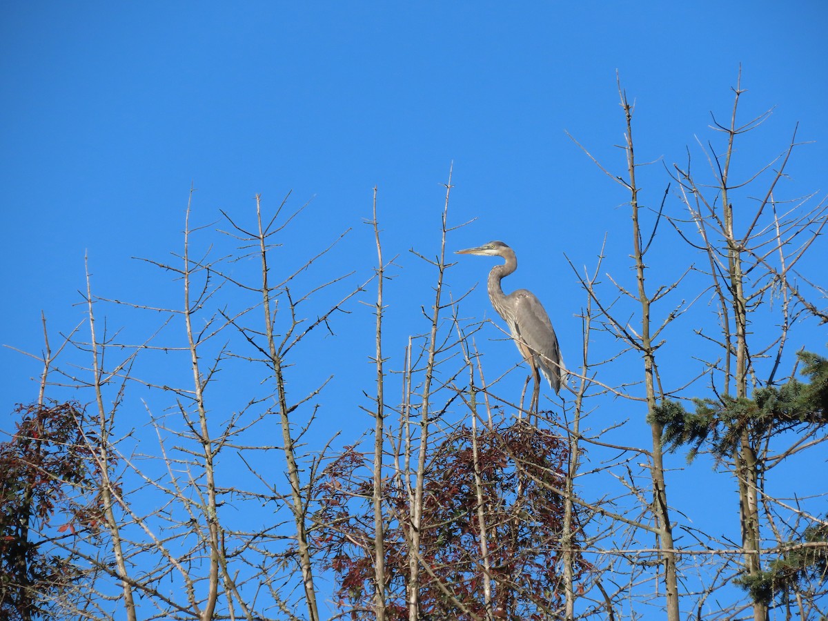 Kanadareiher - ML642971102