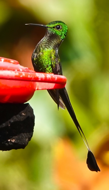 Peruvian Racket-tail - ML642971129