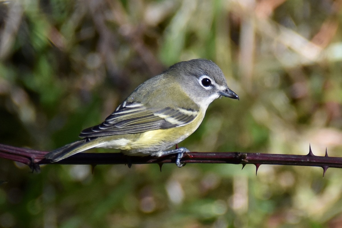 Blue-headed Vireo - ML642971152