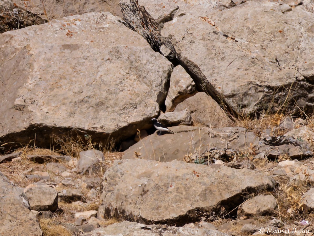 Finsch's Wheatear - ML642971156