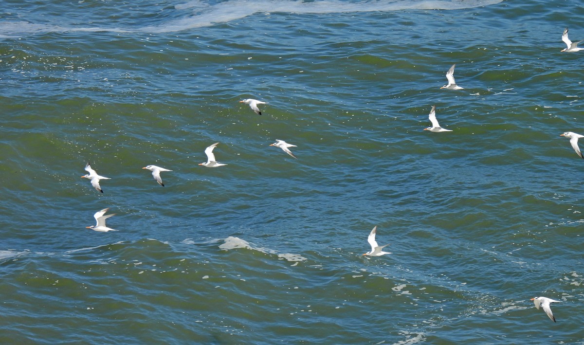 Royal Tern - ML642971159