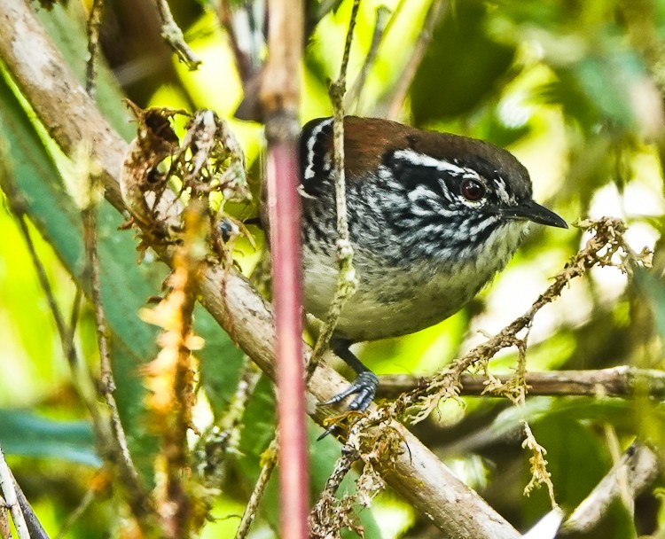 Bar-winged Wood-Wren - ML642971173