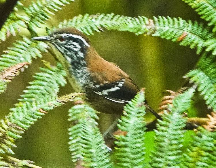 Bar-winged Wood-Wren - ML642971174