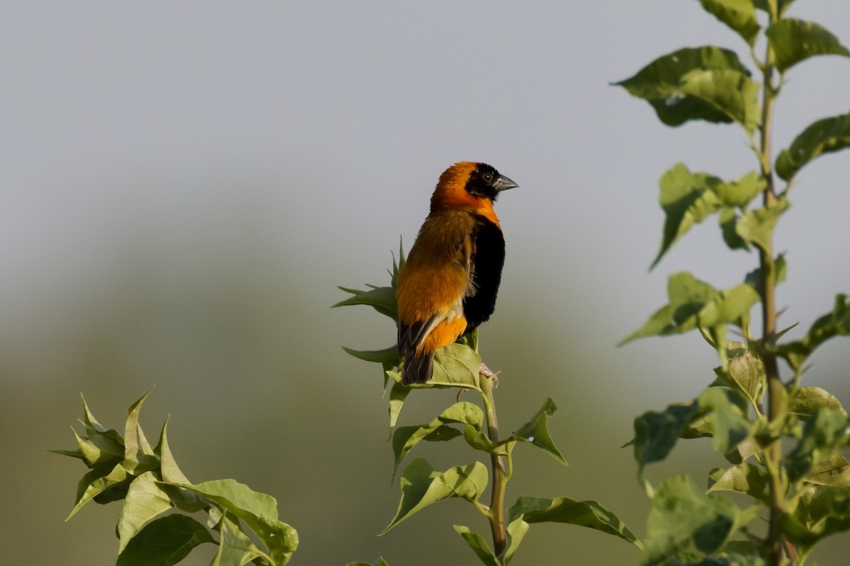 Southern Red Bishop - ML642971179