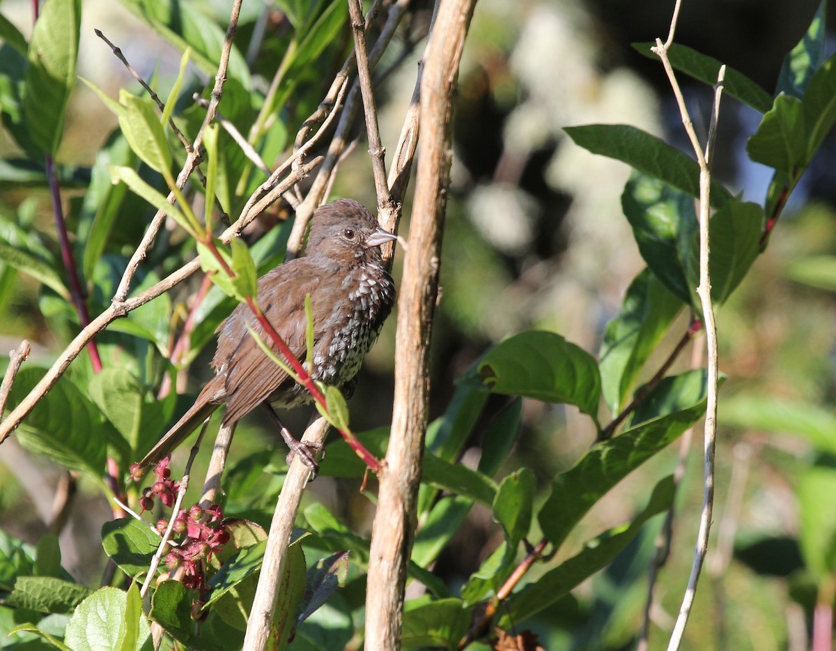 Fox Sparrow (Sooty) - ML642971200