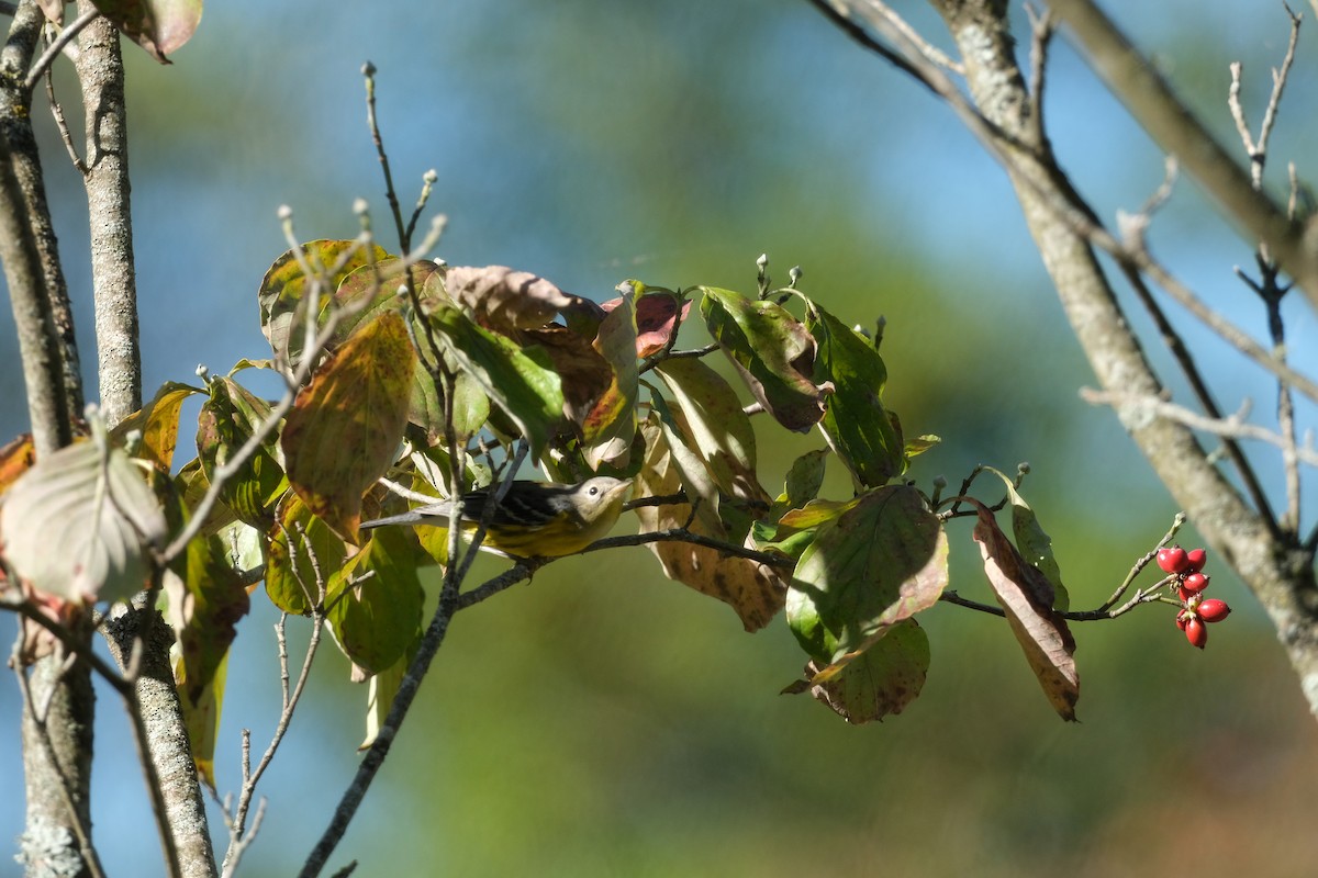 Magnolia Warbler - ML642971201