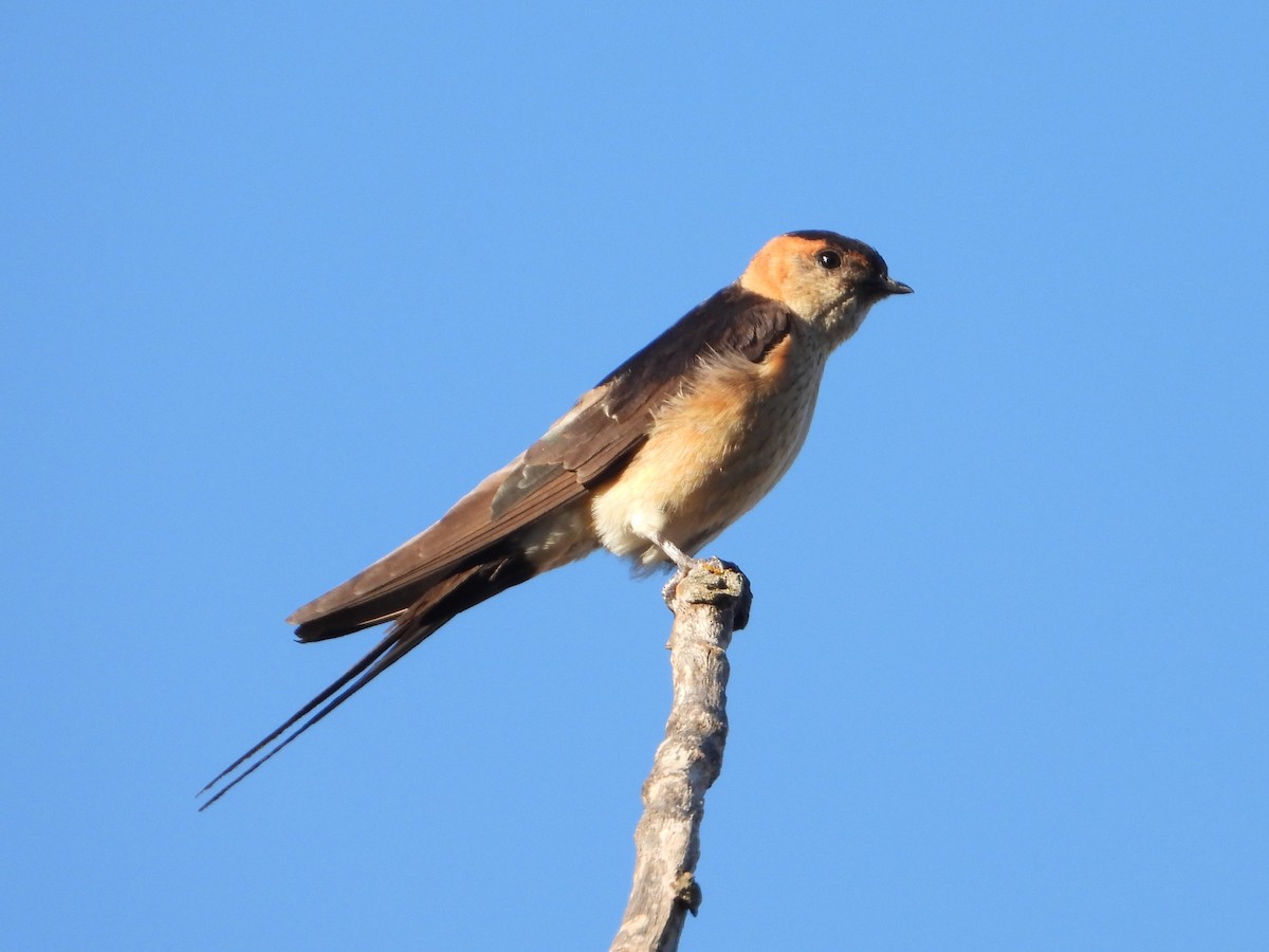 European Red-rumped Swallow - ML642971217