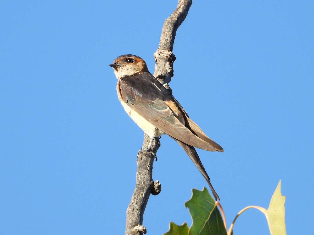 European Red-rumped Swallow - ML642971218