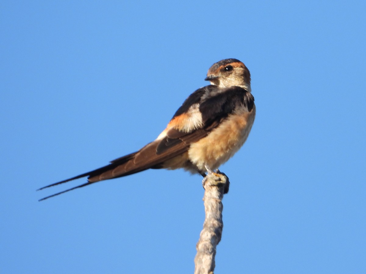 European Red-rumped Swallow - ML642971219