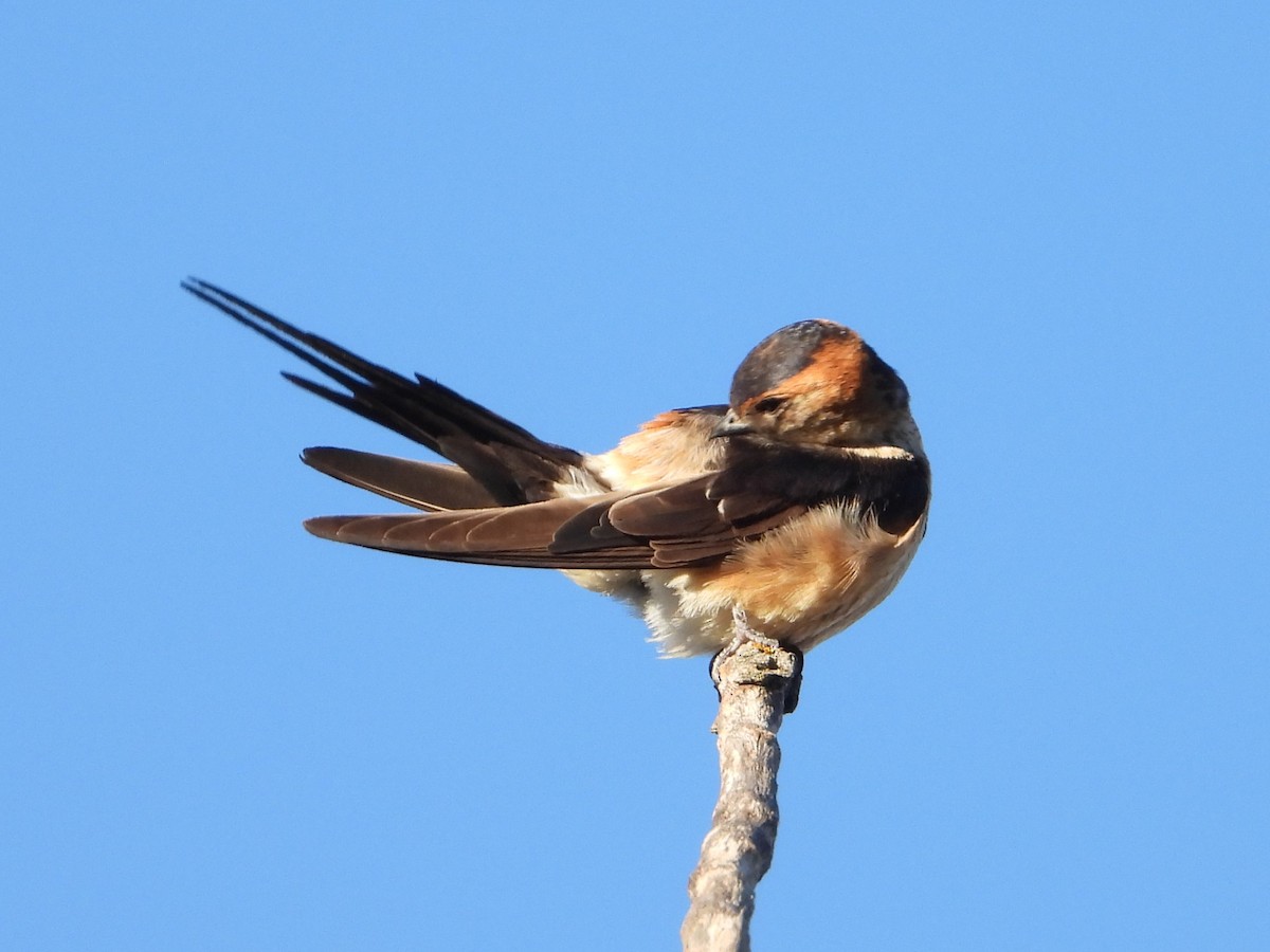 European Red-rumped Swallow - ML642971220