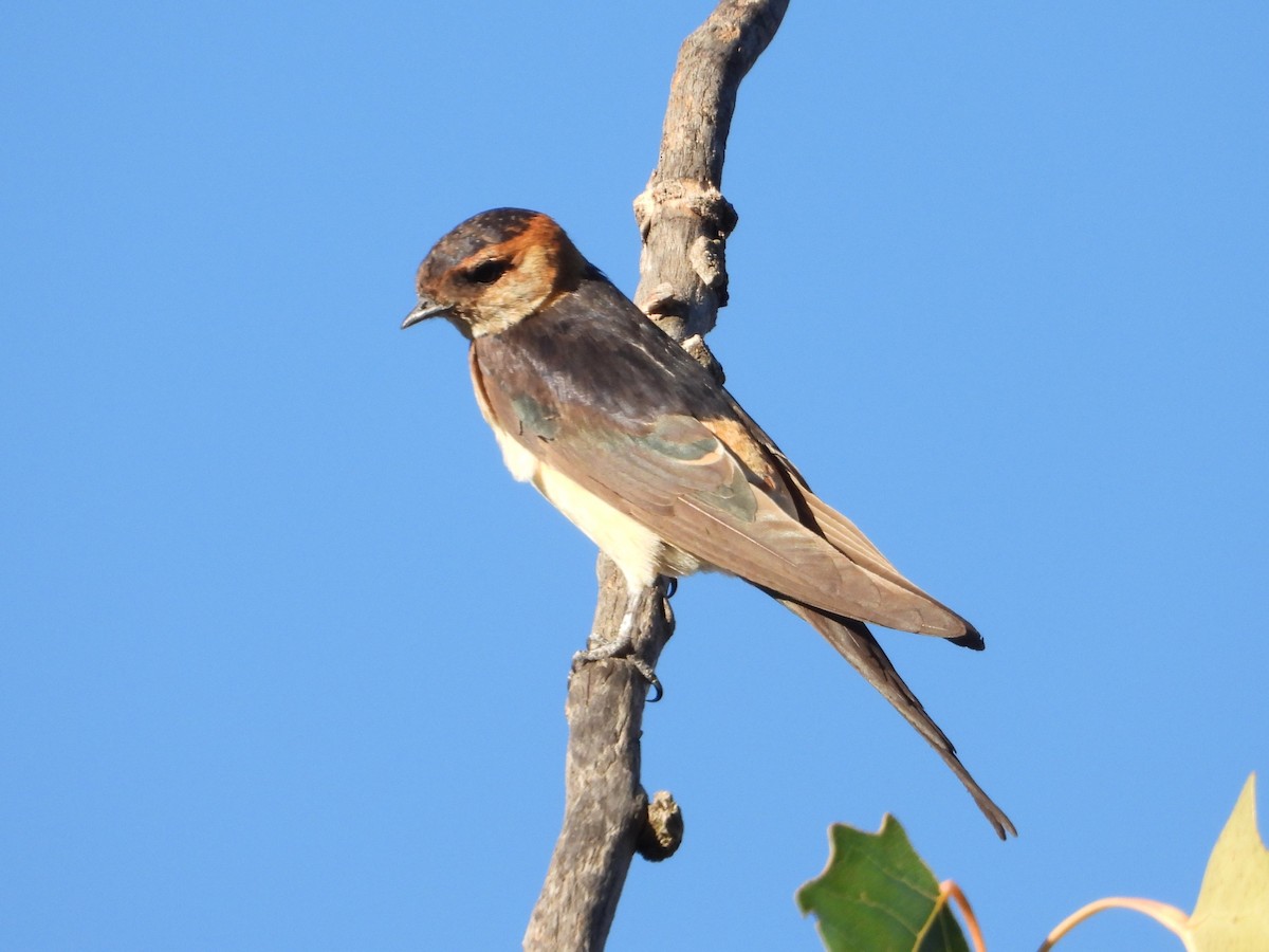 European Red-rumped Swallow - ML642971222